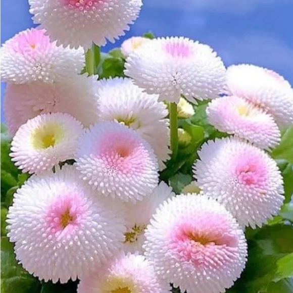 Meet your Posher, Mary - Picture 2 of 3